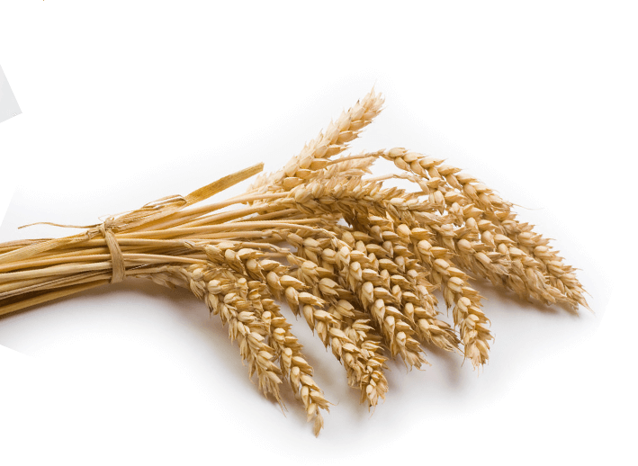 蒙恩聽障烘焙坊